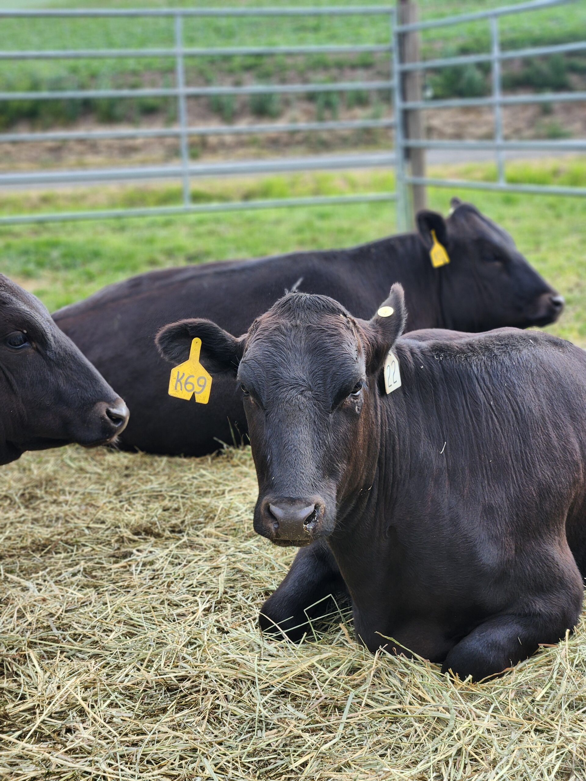 wagyu cattle