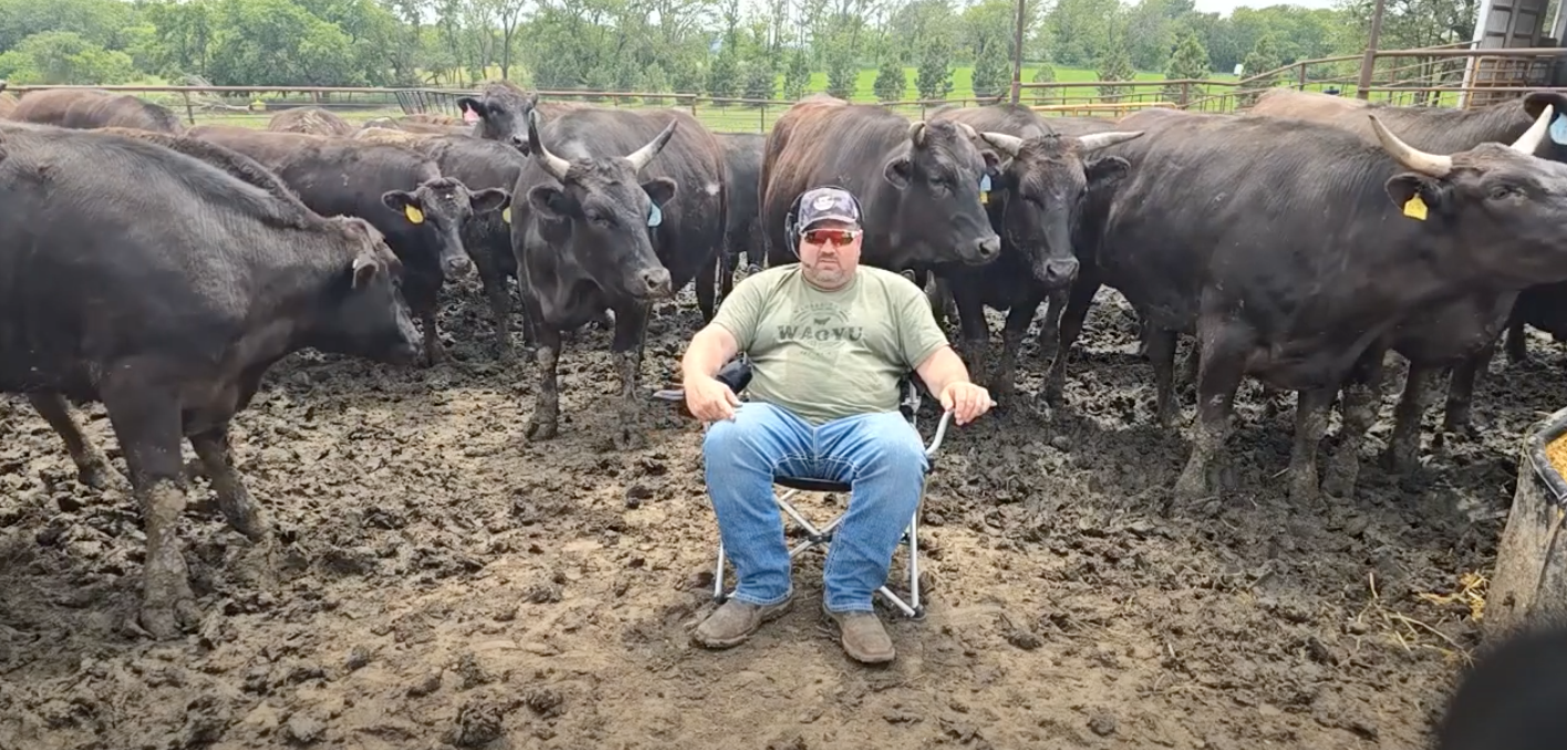 Docile wagyu cattle