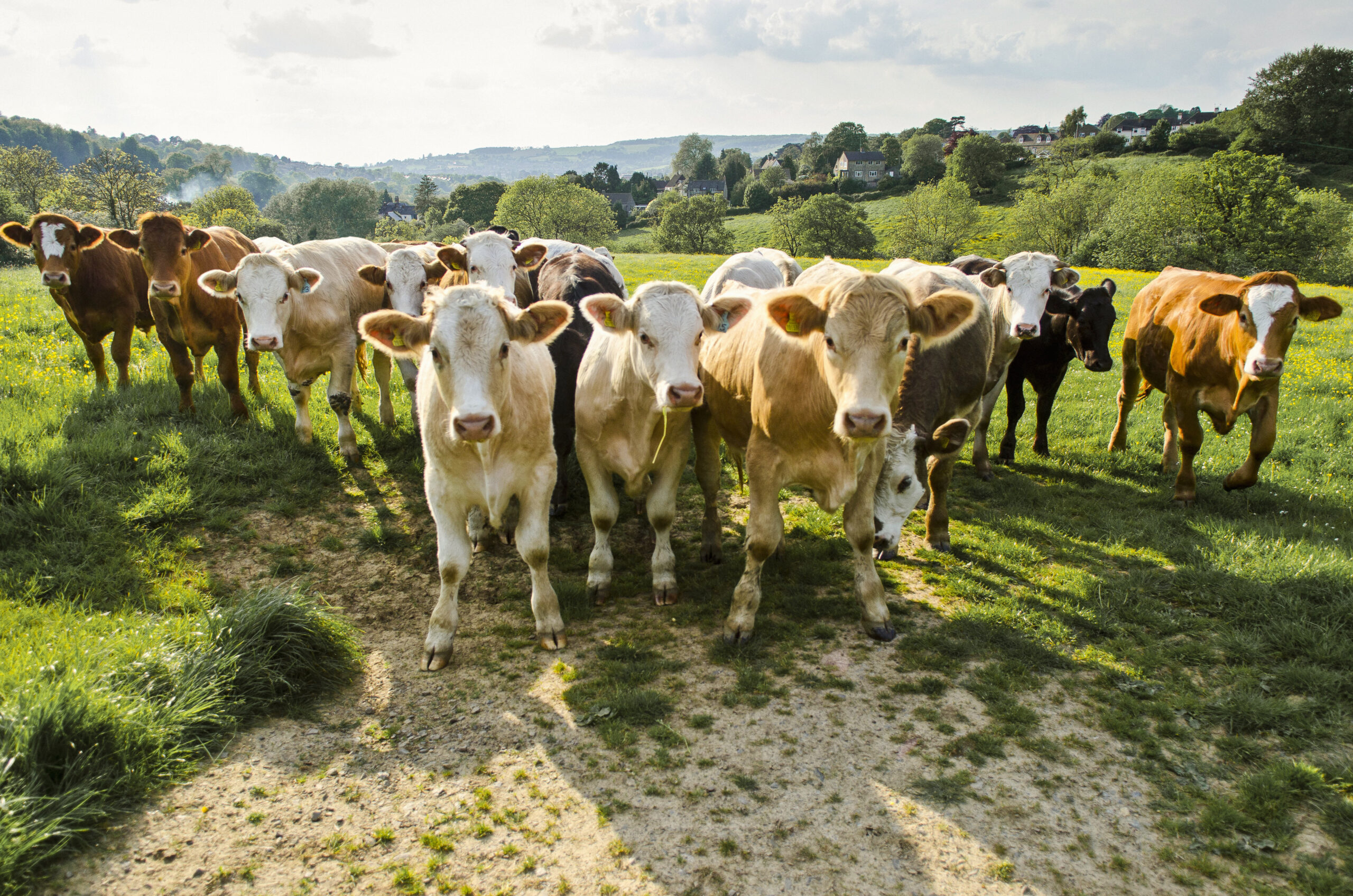 are cattle good for the environment?